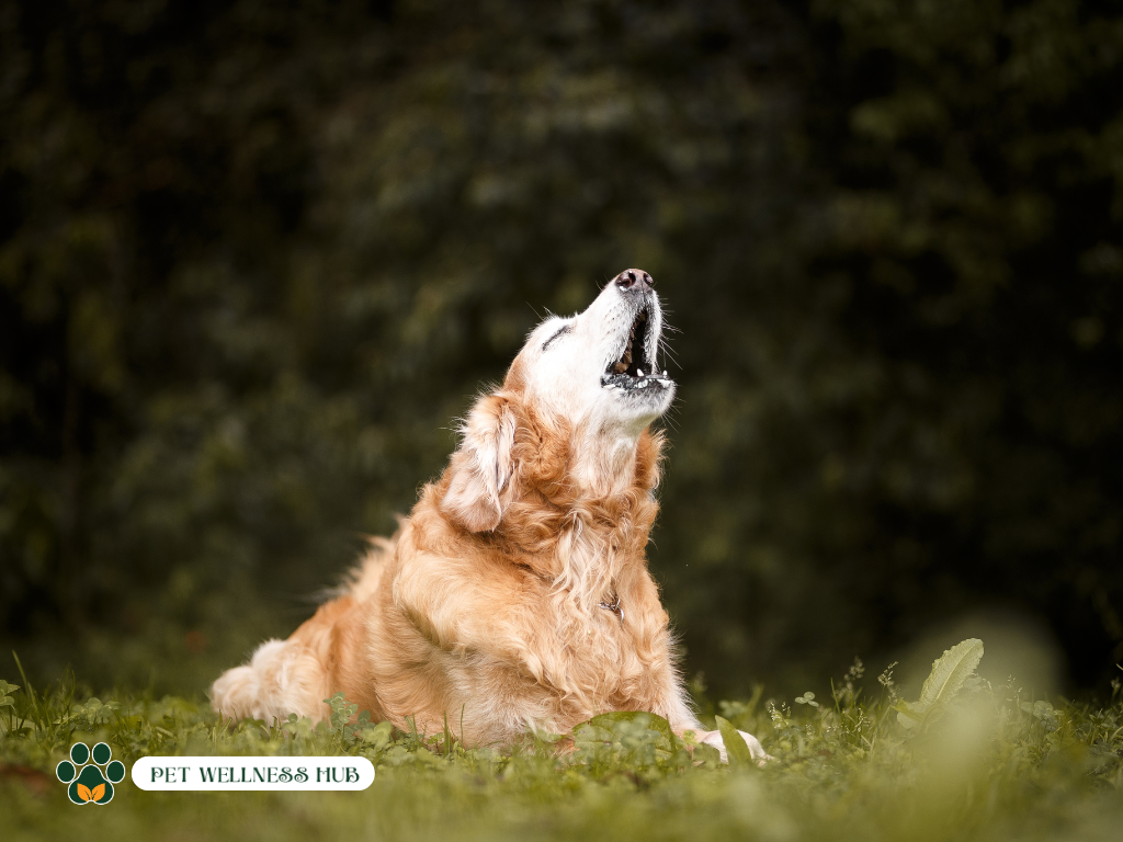 Fuel the Wolf Within: Why Your Dog Deserves a Raw Food Diet