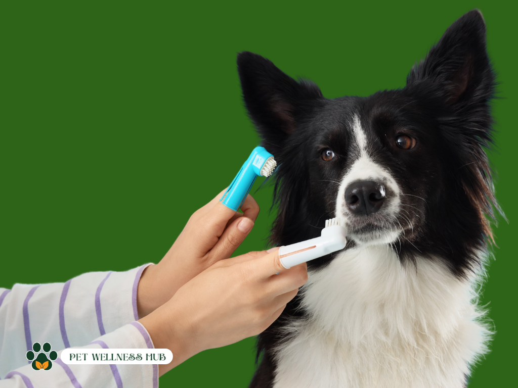 Natural Solutions for Your Pet’s Oral Hygiene