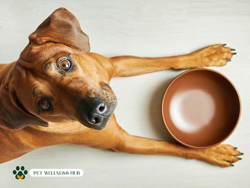 What food should you feed a dog that has pancreatitis?