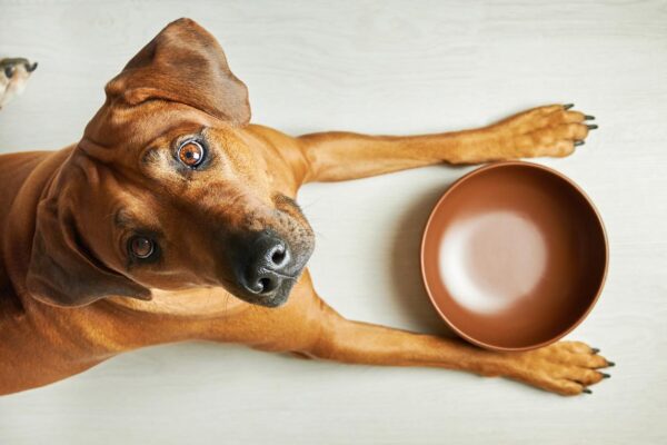 Dogs