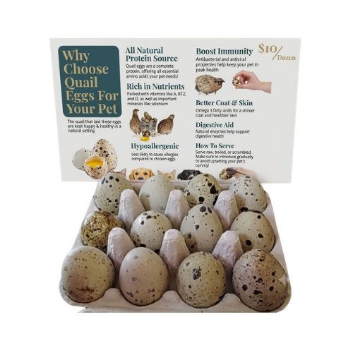 Quail Eggs (1 Dozen)