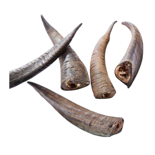 Goat Horn SMALL