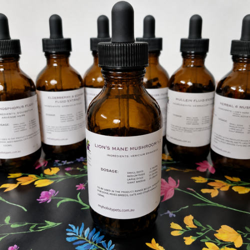 Lion's Mane 50ml - Canine Vitality