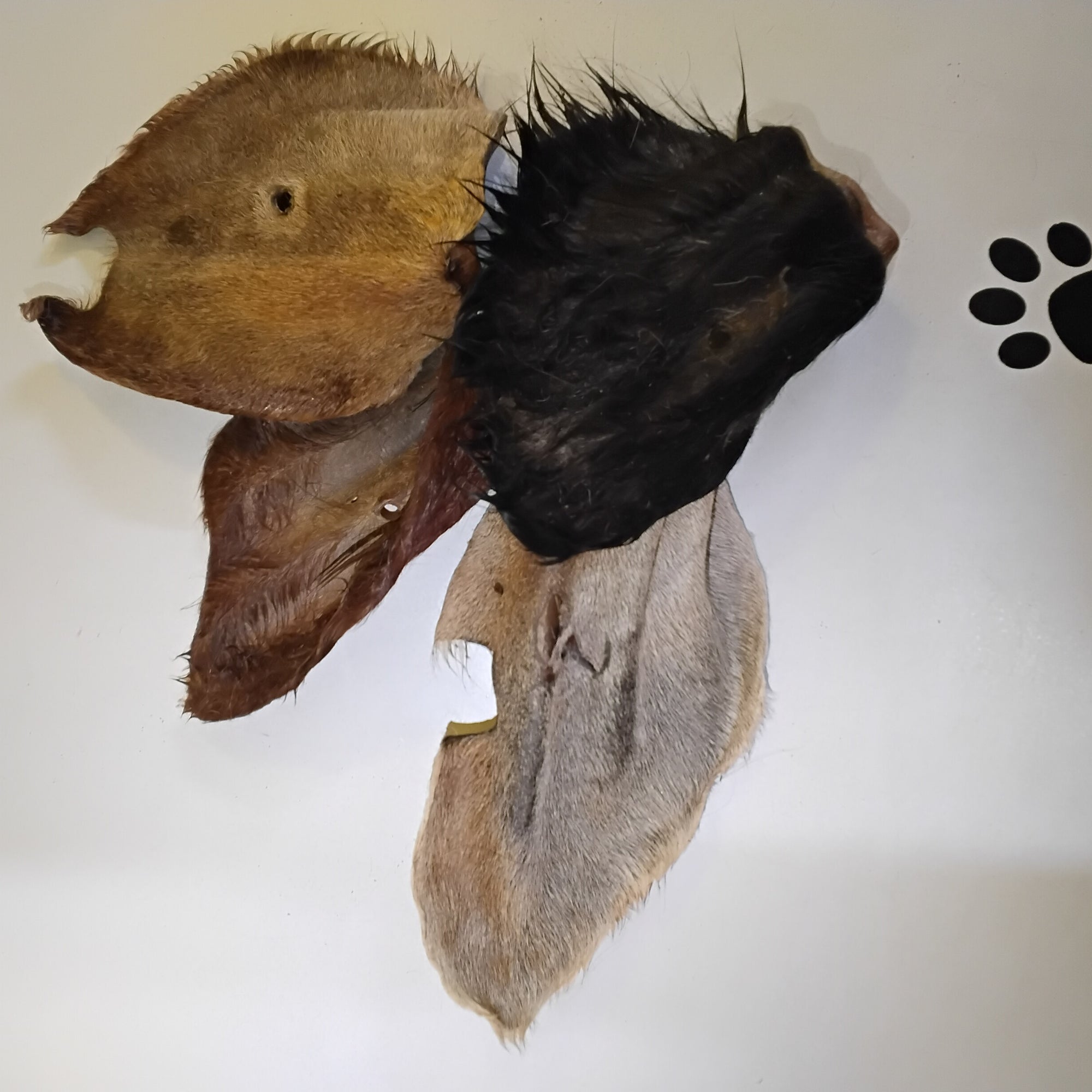 Cow Ears - Fur On