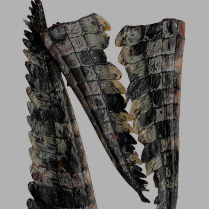 Croc TAIL